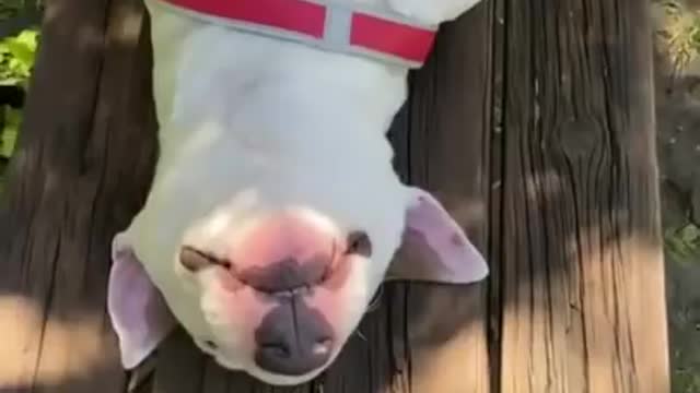 cute and funny dog videos