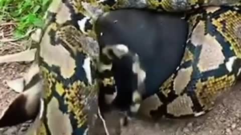 Vigorous pythons attack dogs