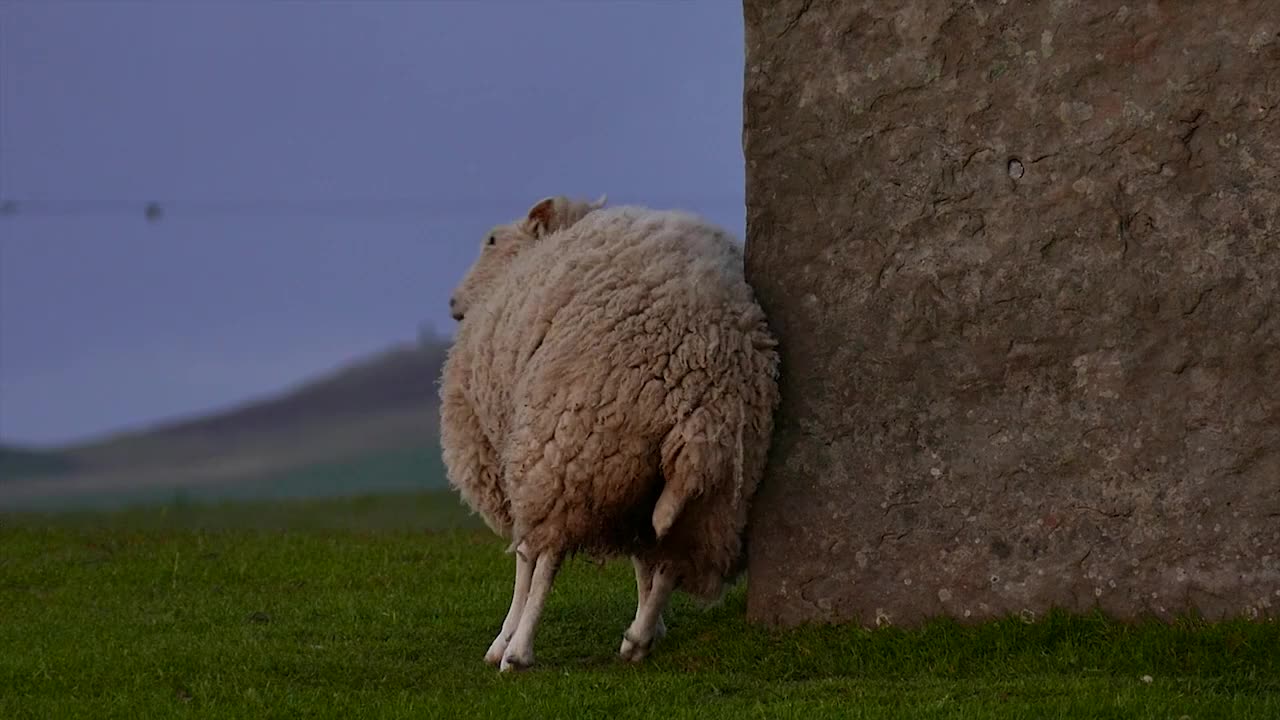 Flock of Sheep Playing and Relaxing