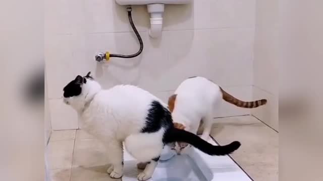 Funny😺cat fatting video.