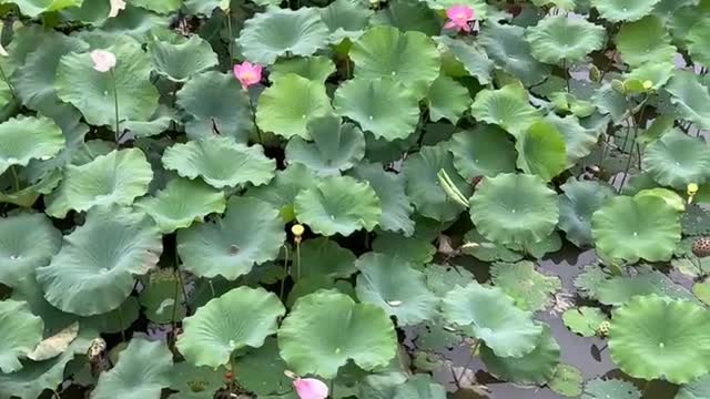 Lots and lots of lotus leaves and flowers