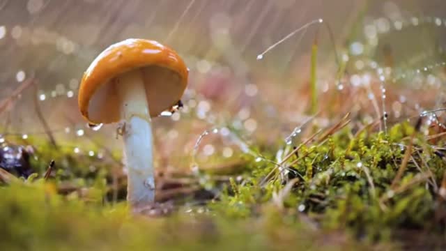 Mushroom Forest Rain 🍄 02 Hour Rain Sounds & Music