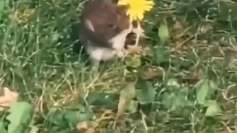 Funny animal video