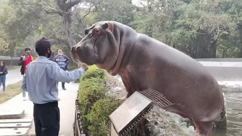Security👀Guard👋Slapping A Hippo🦛💥🔥😎🍺
