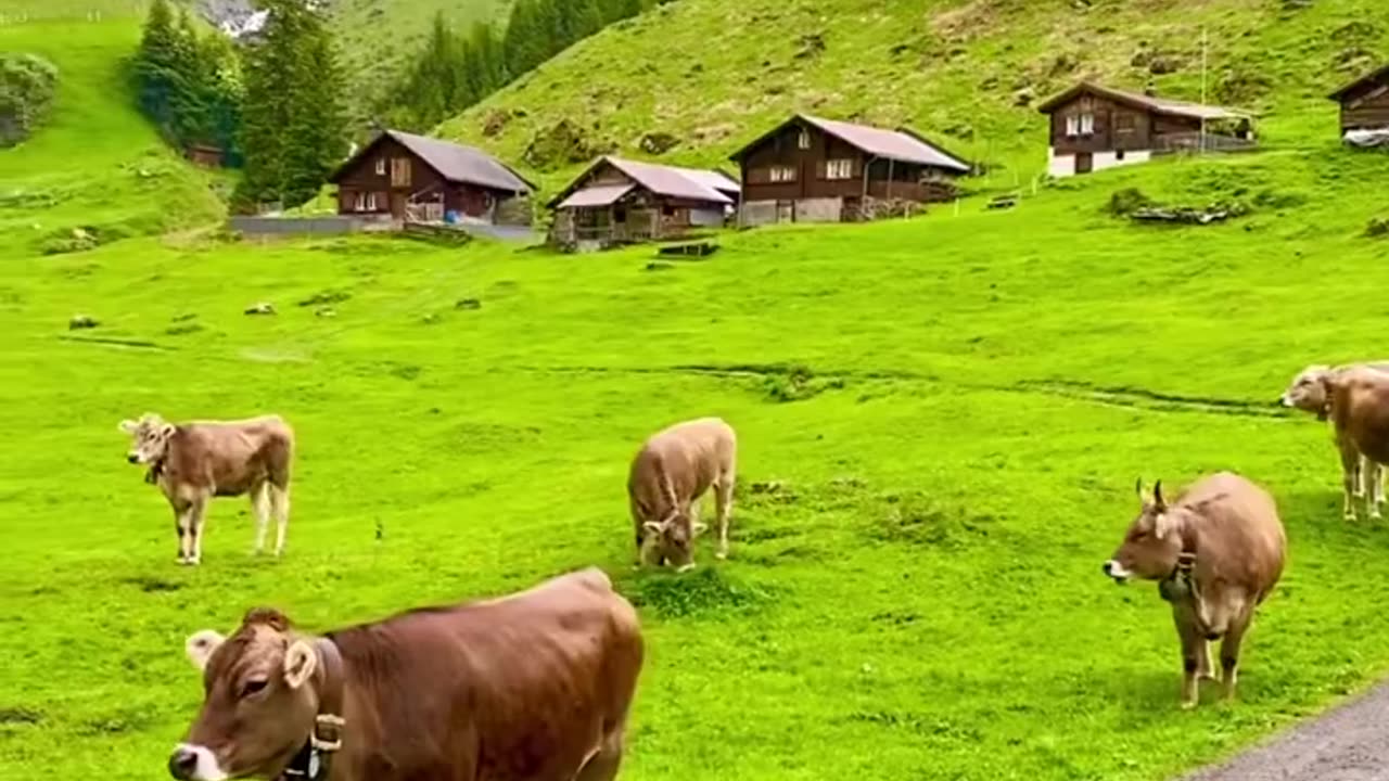 Switzerland 🇨🇭 🇨🇭
