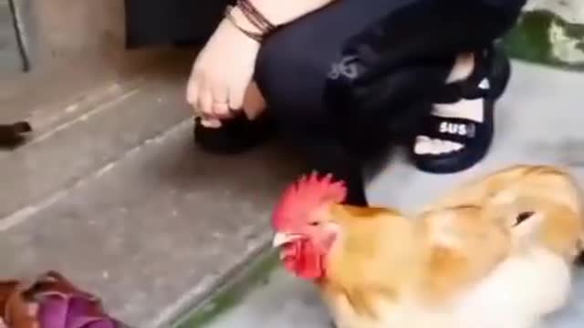 Funniest cock video | Bird funny video