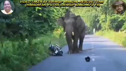 Elephant attack