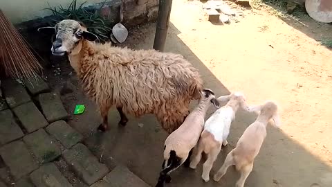 Mother SHEEP With Her Family 🐑🐑🐑