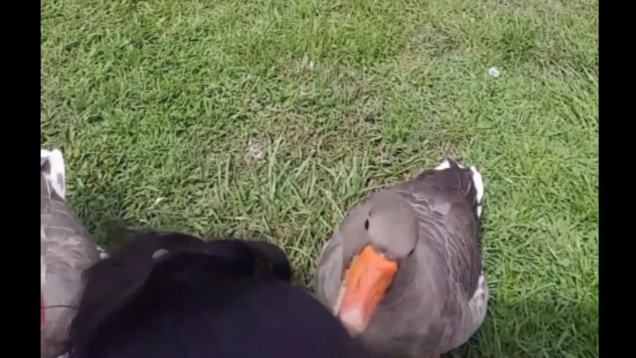 Geese obsessively play with human's hair