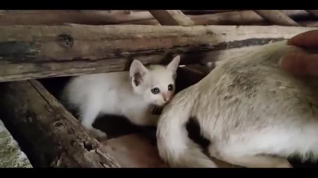 kitten's home