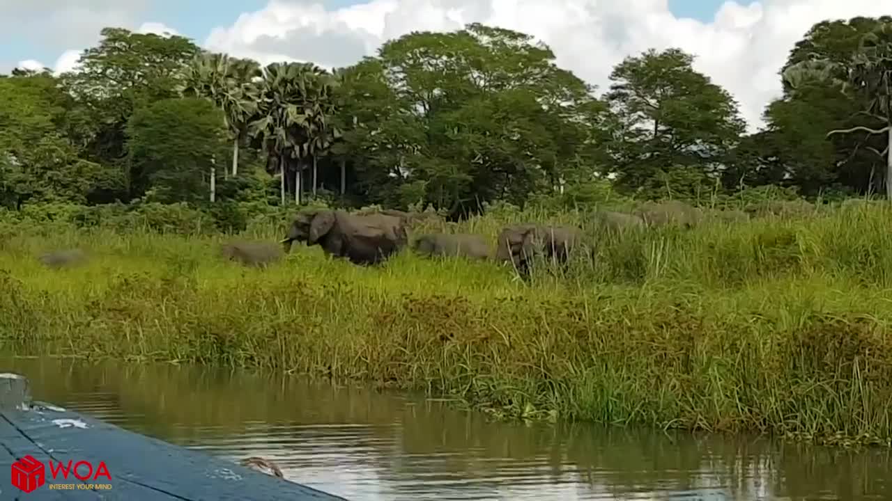 Amazing Elephant Saves Baby Elephant From Crocodile Hunting | Hunting Fai