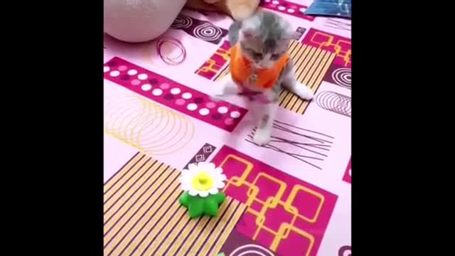 Funniest Animals - Best Of The 2021 Funny Animal Videos