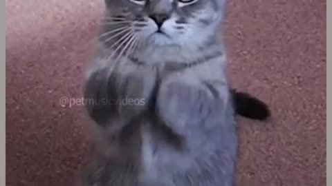 Cat video