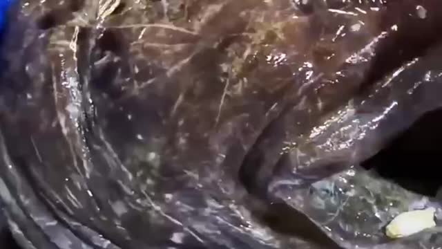 It's a fish, isn't it? But they're just as ferocious as crocodiles