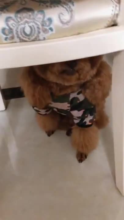 HIDE AND SEEK FUNNY DOG