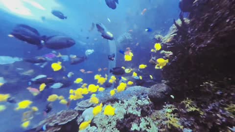 Underwater Video of Tropical Diver