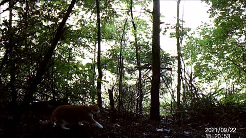 Wildlife in the Villas at Forest Brook