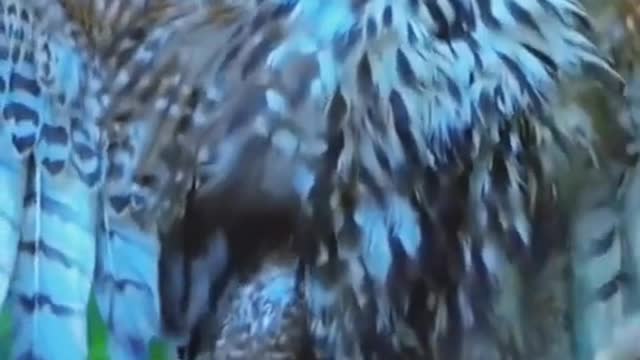 Just watch and coment