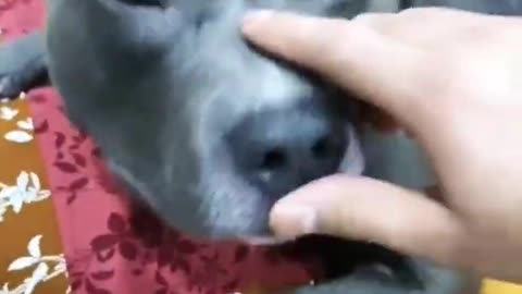 Brody 😂😂 Funny Dog Video #shorts