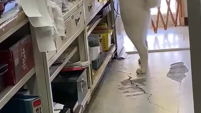 A dog who helps the cashier at the store.