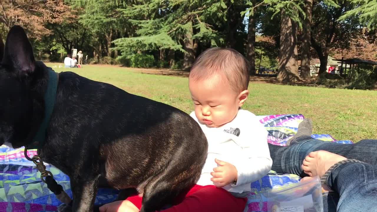 Dog Finds Proper Place to Sit