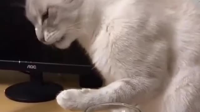 cats drink beer