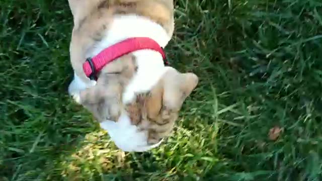 Tabitha BaDonkaDonk eating feet