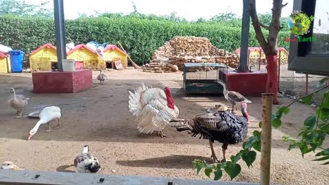 Good Morning- all birds waiting for breakfast _ life on earth.