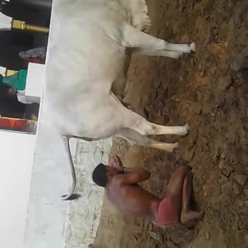 indiano indù che beve l'urina di mucca LE ABITUDINI DISGUSTOSE DEGLI INDIANI/INDÙ.in India bevono l'urina di mucca.In India la mucca viene venerata come una figura materna e la sua urina considerata un rimedio contro ogni tipo di malattia