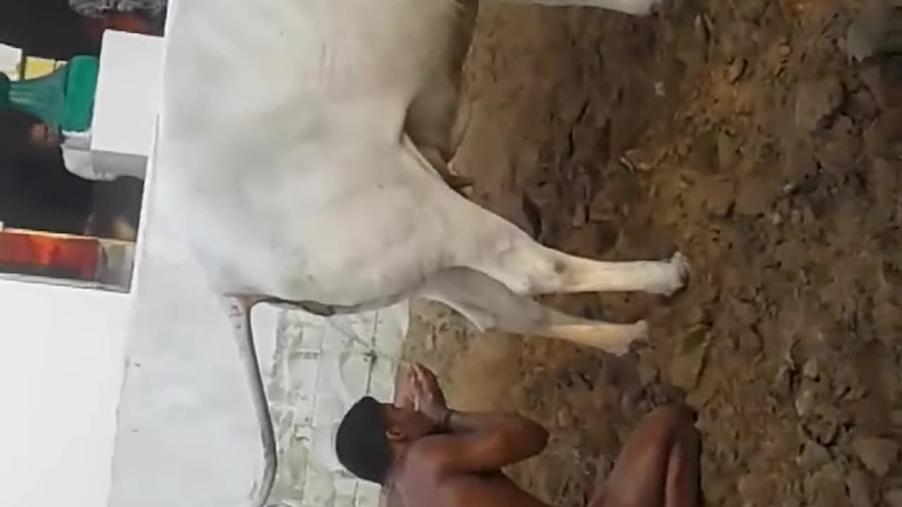 indiano indù che beve l'urina di mucca LE ABITUDINI DISGUSTOSE DEGLI INDIANI/INDÙ.in India bevono l'urina di mucca.In India la mucca viene venerata come una figura materna e la sua urina considerata un rimedio contro ogni tipo di malattia