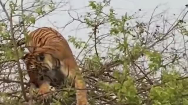 #Tiger attack on monkey#wildlife#shorts