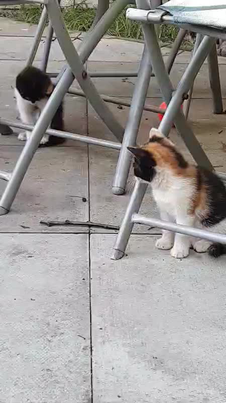 My cute baby cats😻😻😻😻😻😻