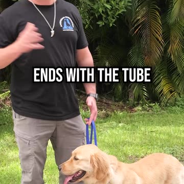 How to Stop Leash Pulling In Under 10 Minutes