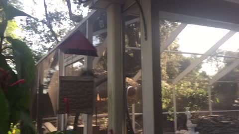 Hurricane Irma squirrel babies reunited