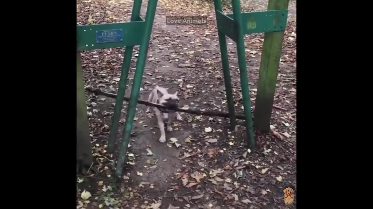Funniest Animals - Best Funny Animal Videosš¤£