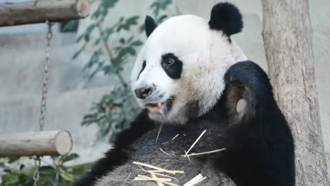 cute panda bear eating peaceful carrot