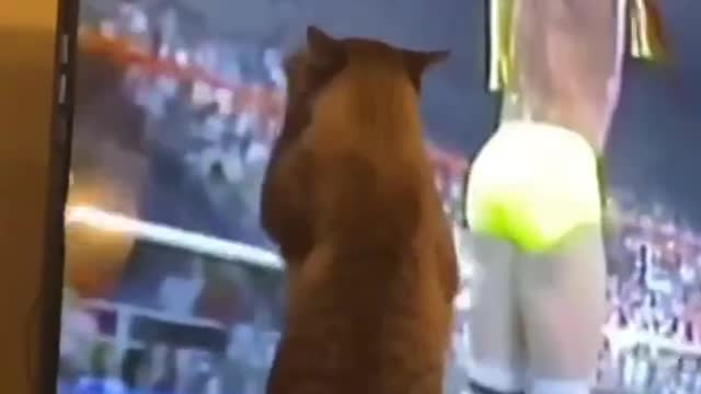 OMG so amazing cat....funny cat video