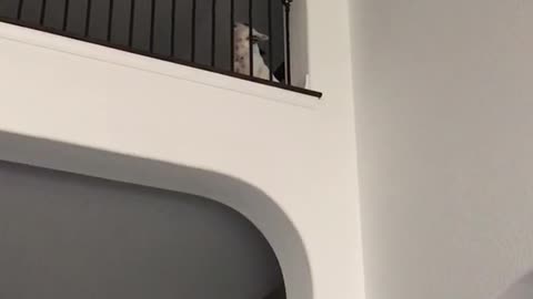 White dog barking from upstairs looking down at owner