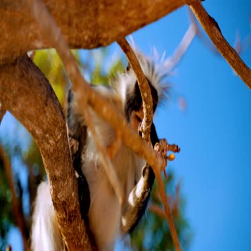 Putin in the animal kingdom through the eyes of Ukrainians