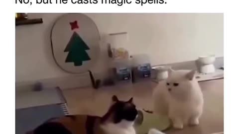 Cat spells🪄