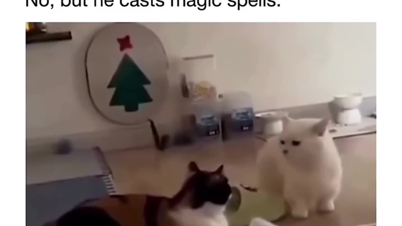 Cat spells🪄