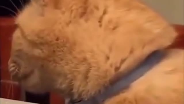 Funny cat #shorts #cat #funnycats #funnyanimals #funny #Beautyfull Cat Funny video 🤣