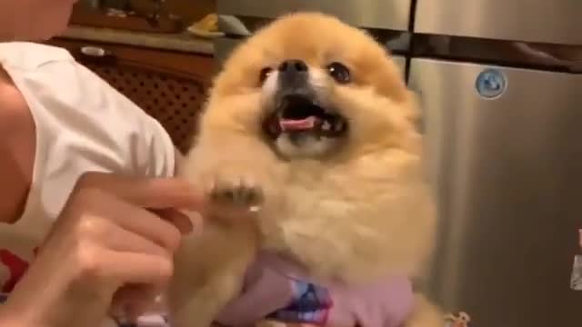 Funny Dog