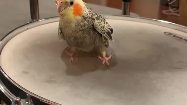 check this bird drumming like a bro