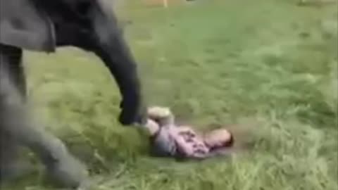 Playing with elephant #Funny animal videos