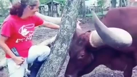 Pet with largest horns in the world