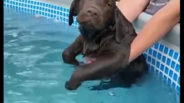 Cute Pets Video Cute dog