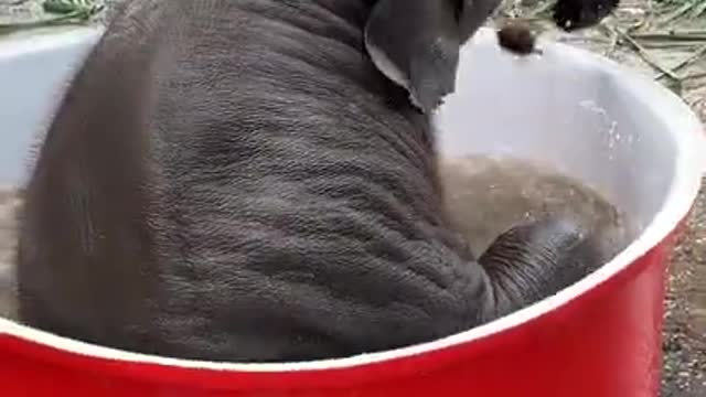 Elephant Funny Videos ||| Elephant Take Bath Video | #elephant