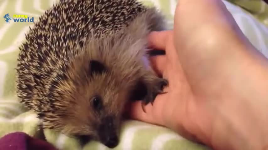 Daily hedgehog dose