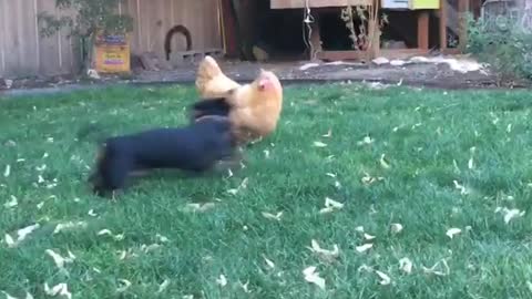 Weiner dog plays with chicken